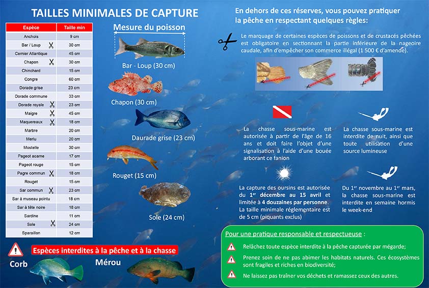 Règlementation chasse sous-marine en France - Planet Plongée